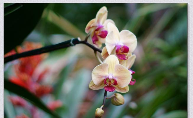 绍兴兰花的花语-向生命之美致敬（绍兴兰花的花语与文化传承）