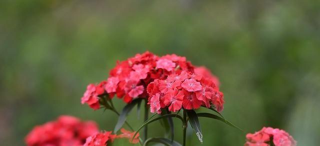 深红色石竹花的花语（探寻深红色石竹花的花语之美）