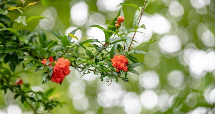 石榴花的花语——爱情的绽放（神秘）