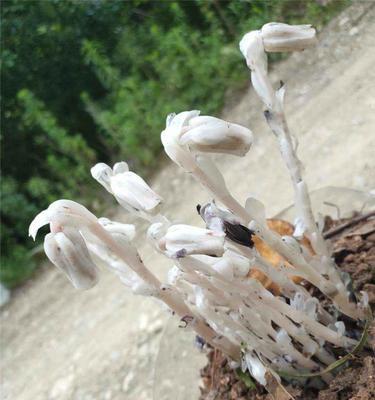 水晶兰花的神秘花语与寓意（揭开水晶兰花的隐藏花语）