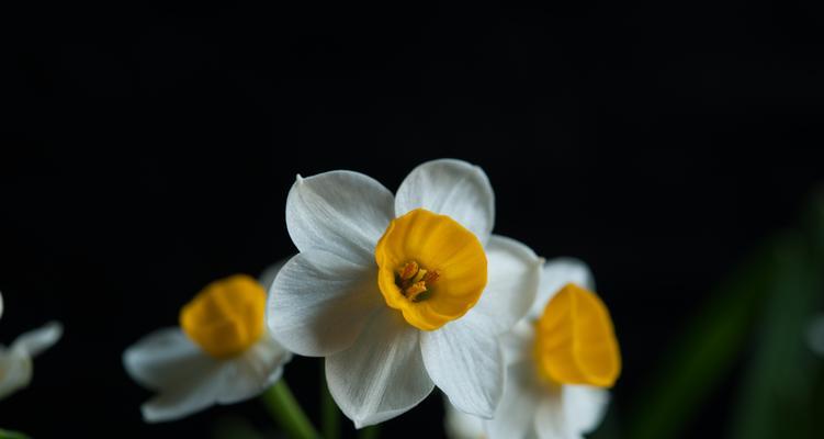 水仙花的花期及其意义（春天的花海）