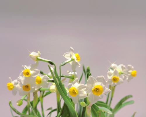 水仙花的寓意与象征（盛开在冬日的温暖希望——水仙花的深层寓意与象征意义）