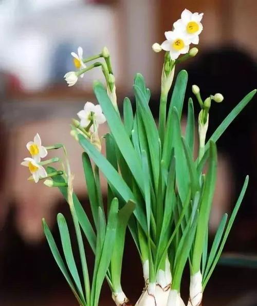 水仙花的寓意及象征意义（水仙花的美丽与纯洁）