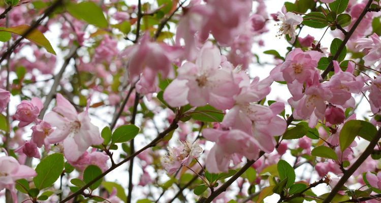 四季海棠花花语（春夏秋冬）