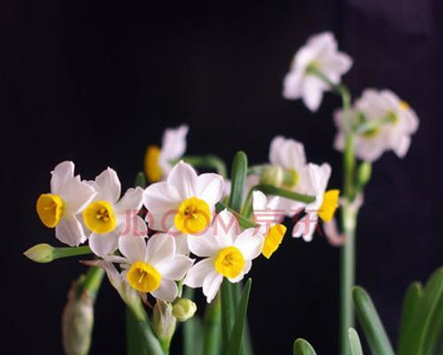 送水仙花，传递美好寓意（祝福与希望的花语）