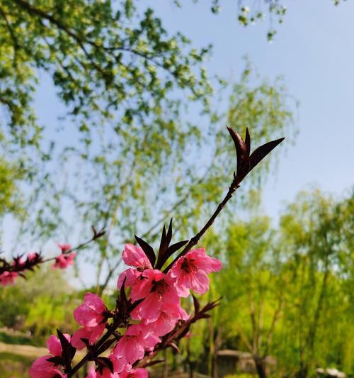 桃花的花语与其象征意义（唤醒心灵的桃花语言与心情传递）