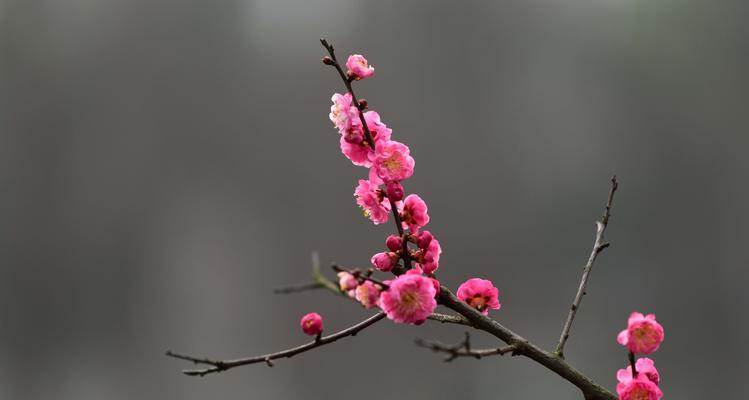 庭院梅花的意义和美丽（寓意于四季的芬芳和坚韧不拔）