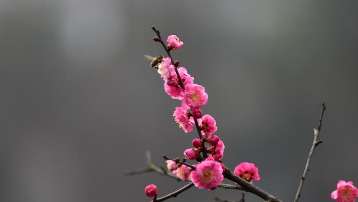 庭院梅花的意义和美丽（寓意于四季的芬芳和坚韧不拔）