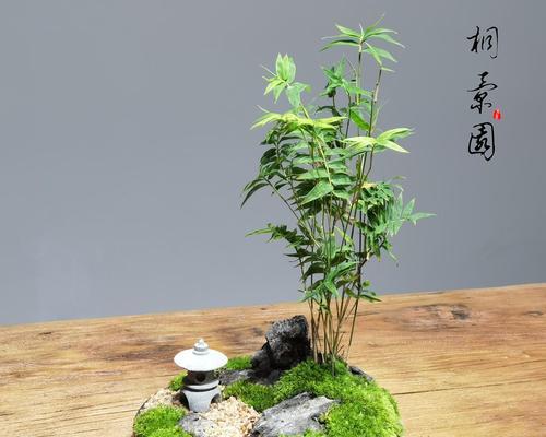 文竹微盆景的意义（点缀生活美化环境蕴含文化艺术）