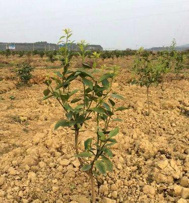 沃柑种子种植指南（从选购到收获）