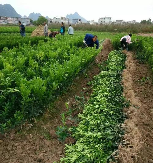 沃柑种子的最佳种植时期（掌握最佳种植时间）