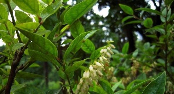 乌饭叶，一种珍贵的药用植物（了解乌饭叶的生长习性）