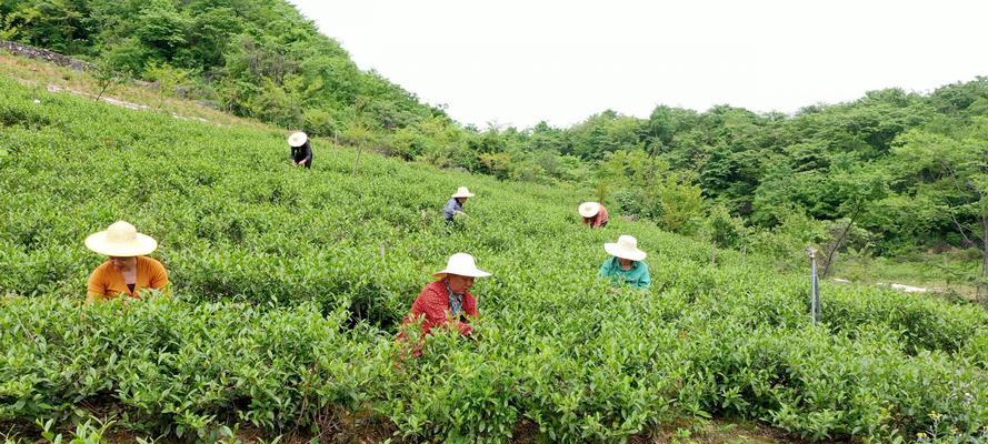 乌龙茶的采摘和收获季节（探秘乌龙茶的制作过程和风味特点）