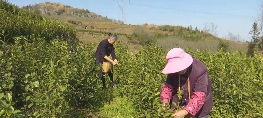 乌牛早采摘时间和收获季节详解（乌牛早的生长特点与采摘方法）