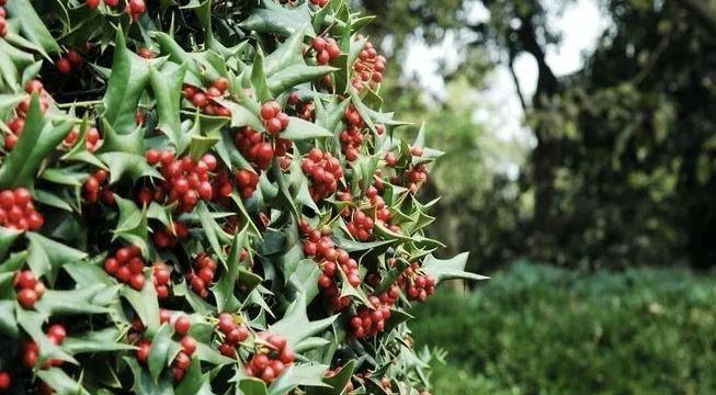 无刺枸骨果实的营养与食用（探究无刺枸骨果实的健康价值和食用方式）