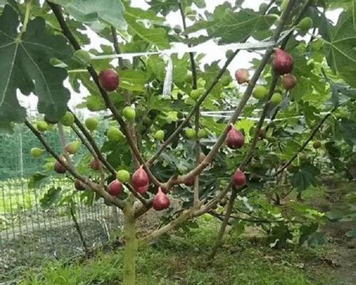 无花果成熟时间（坐果到成熟的时间长度和影响因素）