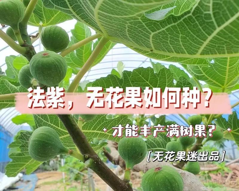 无花果品种推荐（挑选适合自己口味的无花果）