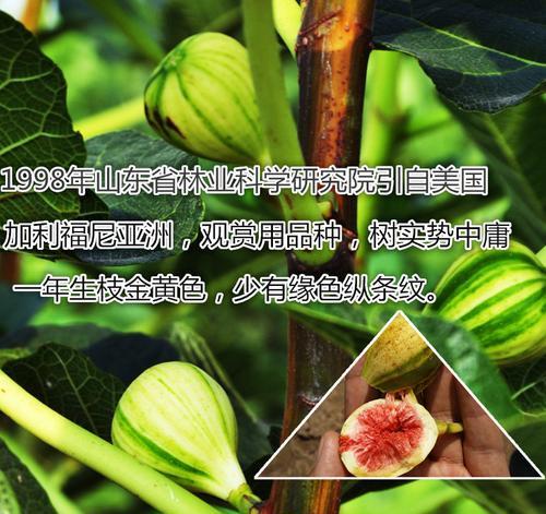 无花果的花序类型及特点（探究无花果的隐头花序结构及生长特征）