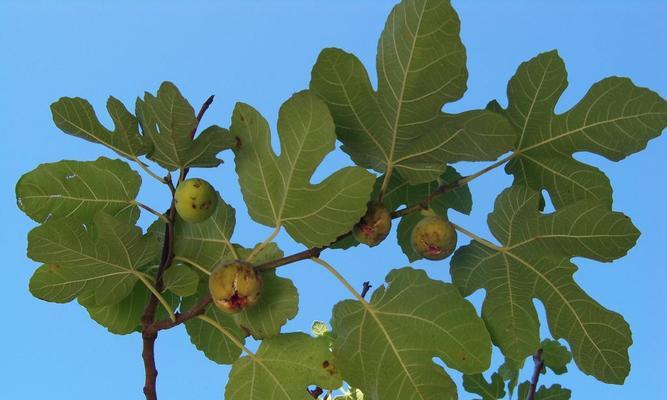 无花果树为何在冬天掉叶子（解析无花果树冬季落叶原因和应对方法）