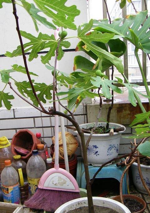 室内种无花果树（15个小技巧让您在家种植无花果树）