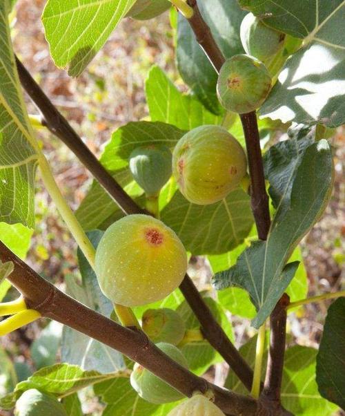 无花果叶片发黄原因和处理方法（探究无花果叶片发黄的原因及如何解决）