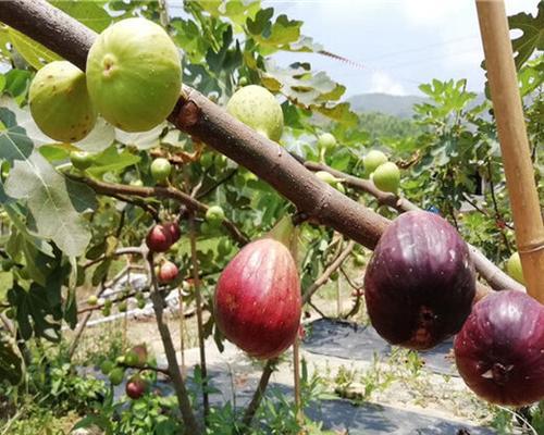 无花果的生长过程：探秘一年内它的高度变化及关键因素