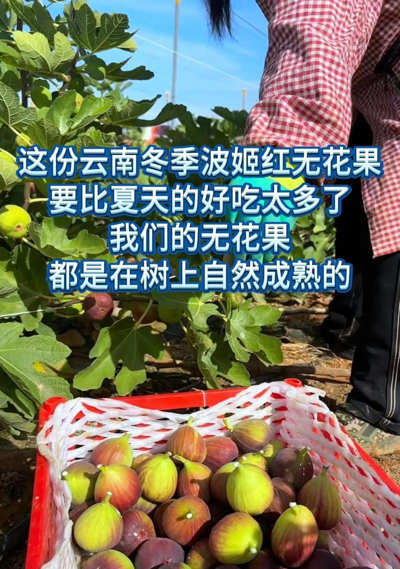 如何让无花果安全度过寒冬（冬季养护方法）