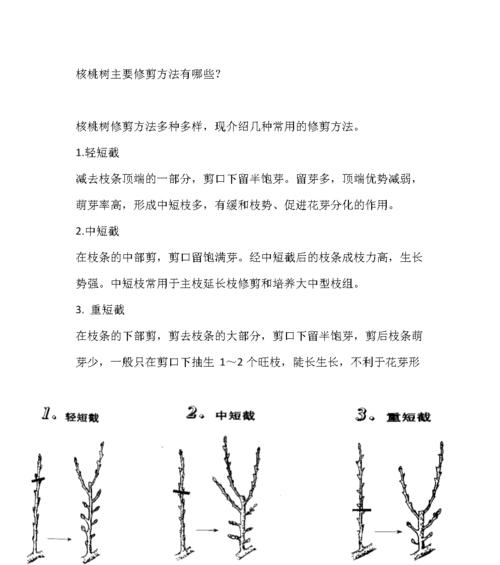 无花果的剪枝整枝修剪技巧（学会这些技巧）