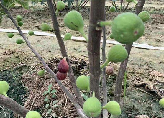 无花果的剪枝整枝修剪技巧（学会这些技巧）