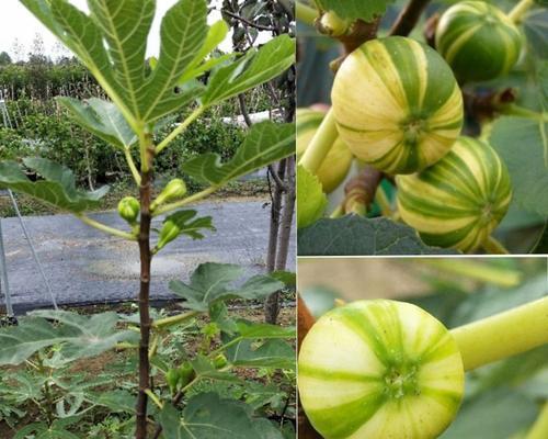 无花果种植条件与气候区域（从地理环境到气温变化）