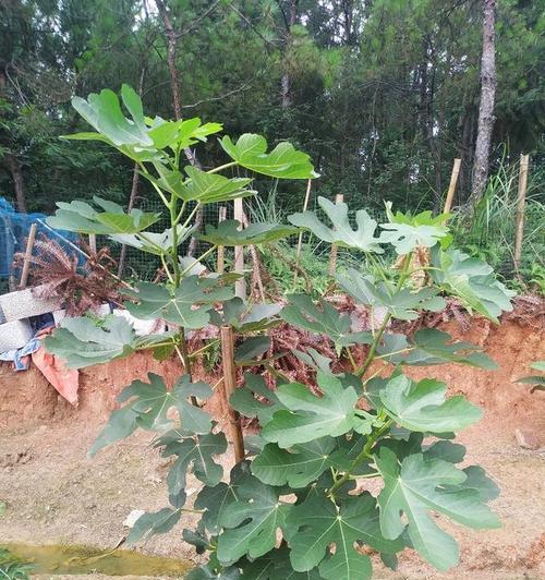 如何种植无花果种子（从选种到成树）