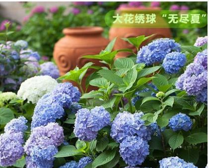 无尽夏的开花期和花朵特点（探究无尽夏开花时间及花卉品种）