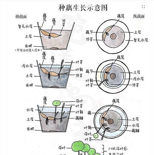 无尽夏叶子发蔫的原因及补救方法（叶子发蔫）