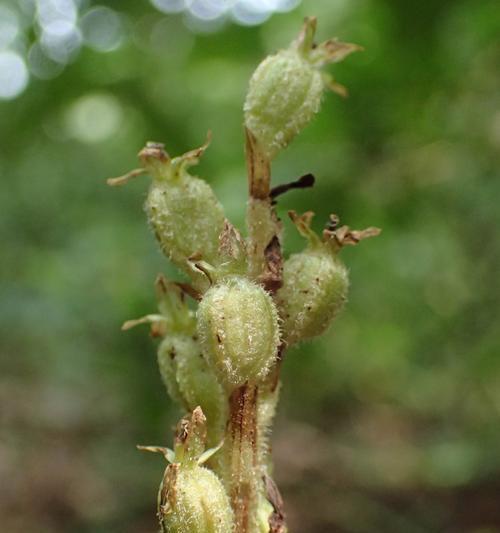 无土栽培，让绿色之美无处不在（种植爱好者的新选择）