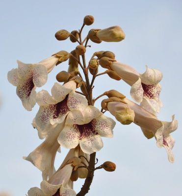 梧桐花可食用吗（探寻梧桐花的秘密——你可能不知道的梧桐花功效和禁忌）