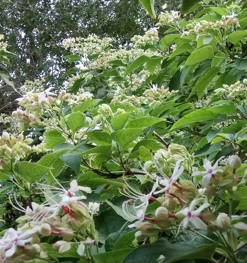 梧桐花可食用吗（探寻梧桐花的秘密——你可能不知道的梧桐花功效和禁忌）