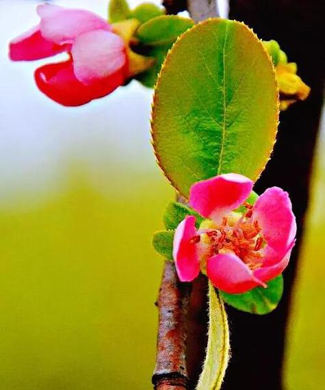 探秘梧桐花的颜色（一朵神奇的白色花朵）