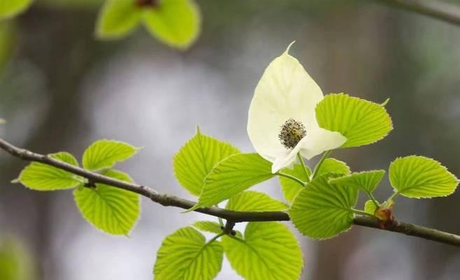 梧桐能开花吗？解密梧桐花开之谜