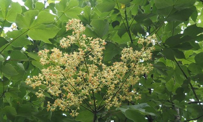 梧桐能开花吗？解密梧桐花开之谜