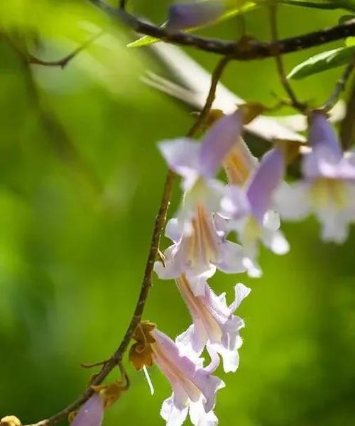 梧桐的开花结果时间及其特点（梧桐几月开花结果）