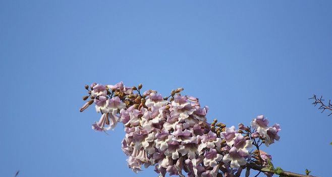 梧桐开花的奇妙之旅（探寻梧桐花开的秘密与美丽）