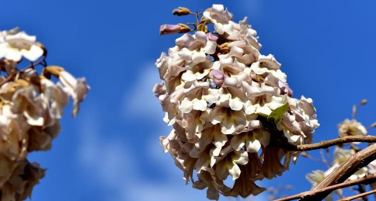 梧桐开花时间与特点（一年四季盛开的优美景观）