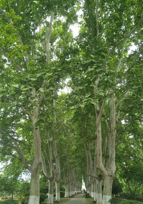 梧桐是否为常绿植物（探究梧桐的落叶和生态特点）