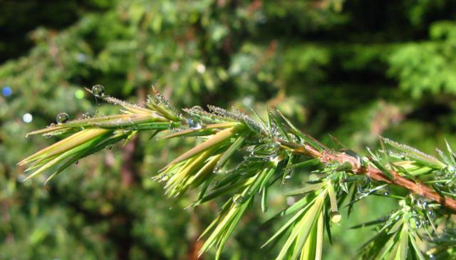 梧桐是裸子植物吗（解析梧桐的生物学分类）