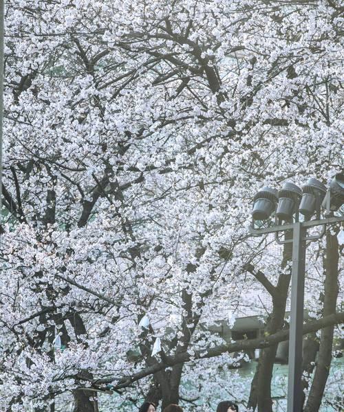 武汉大学樱花花期预测及观赏攻略（了解武大樱花花期）