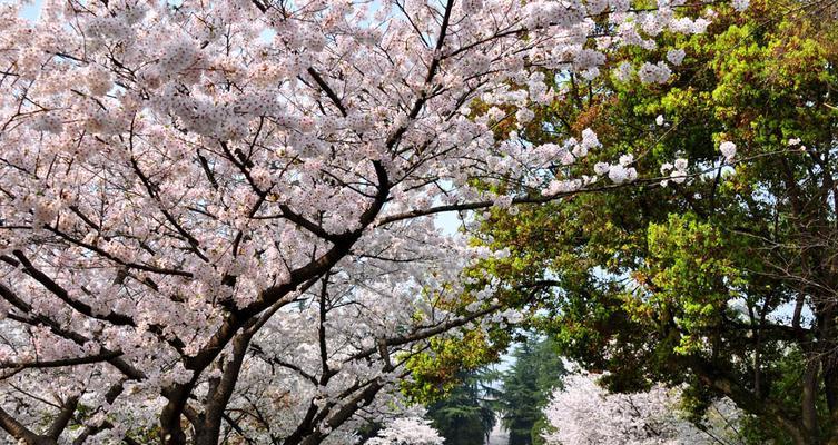 武汉大学樱花花期预测及观赏攻略（了解武大樱花花期）