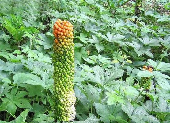 五倍子开花时间及花期（五倍子的生长与开花过程）