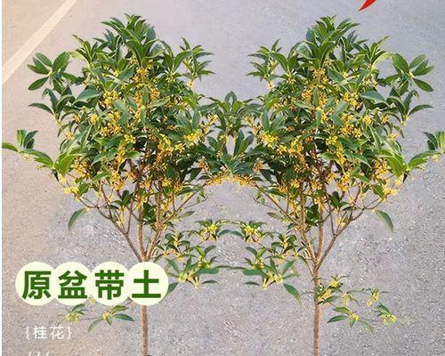 五彩桂花开花之美（绚烂多彩的桂花盛宴）