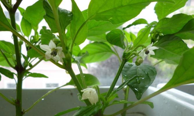 如何种植五彩椒种子（学习五彩椒种植的技巧和知识）