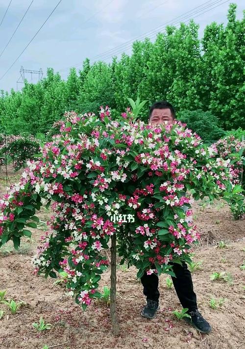 五彩锦带开花时间及特点（探究五彩锦带的花期与魅力）